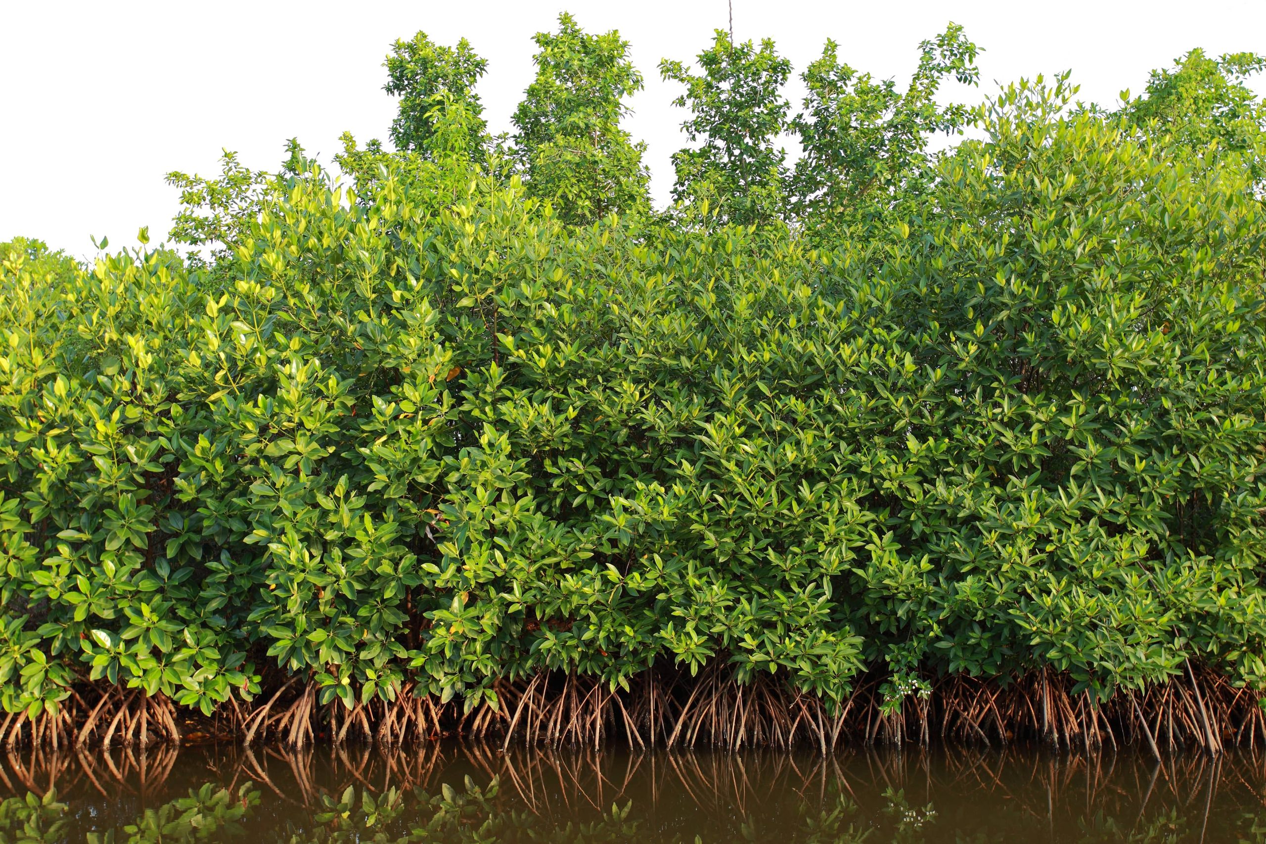 mangrove-min