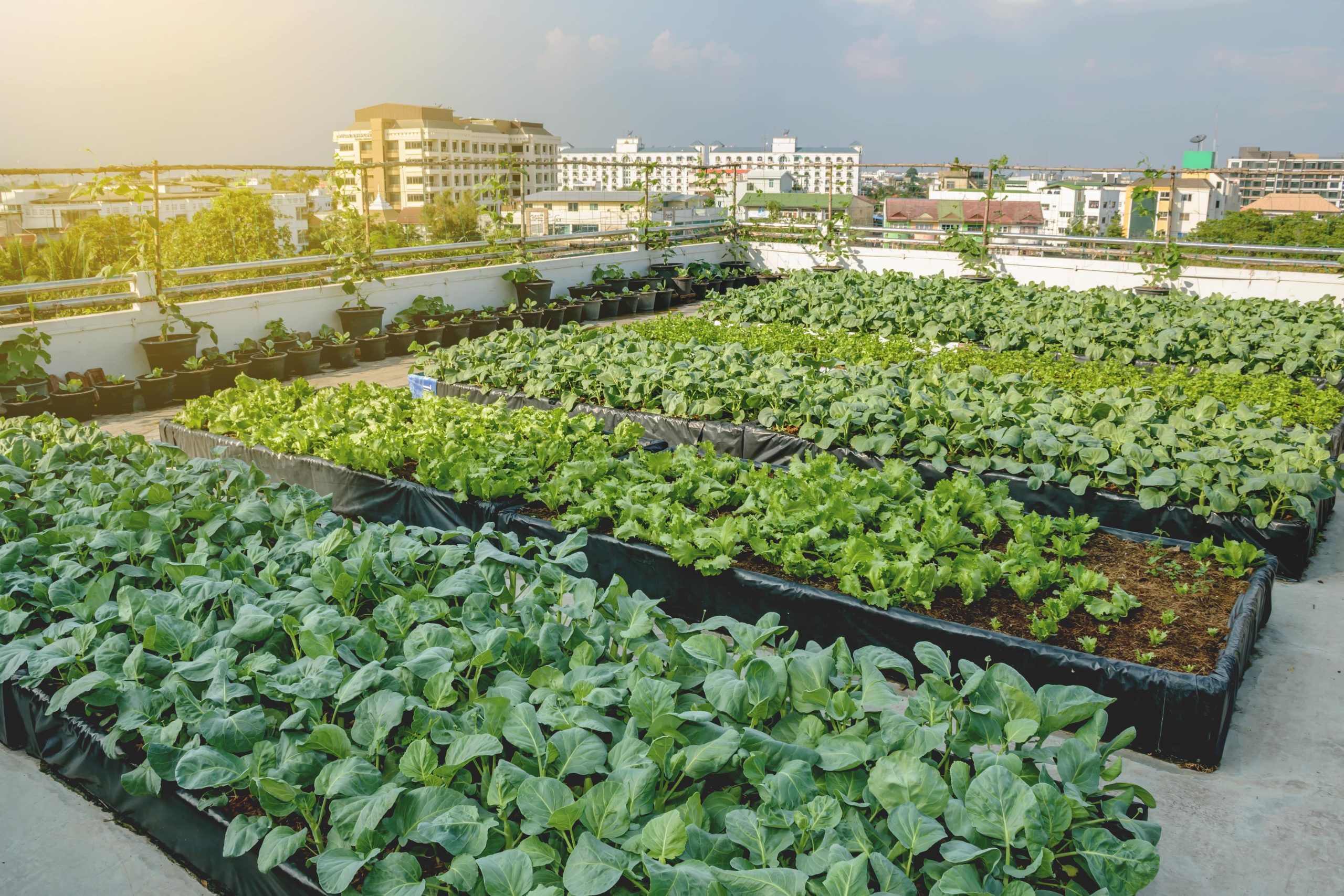 Urban Farming