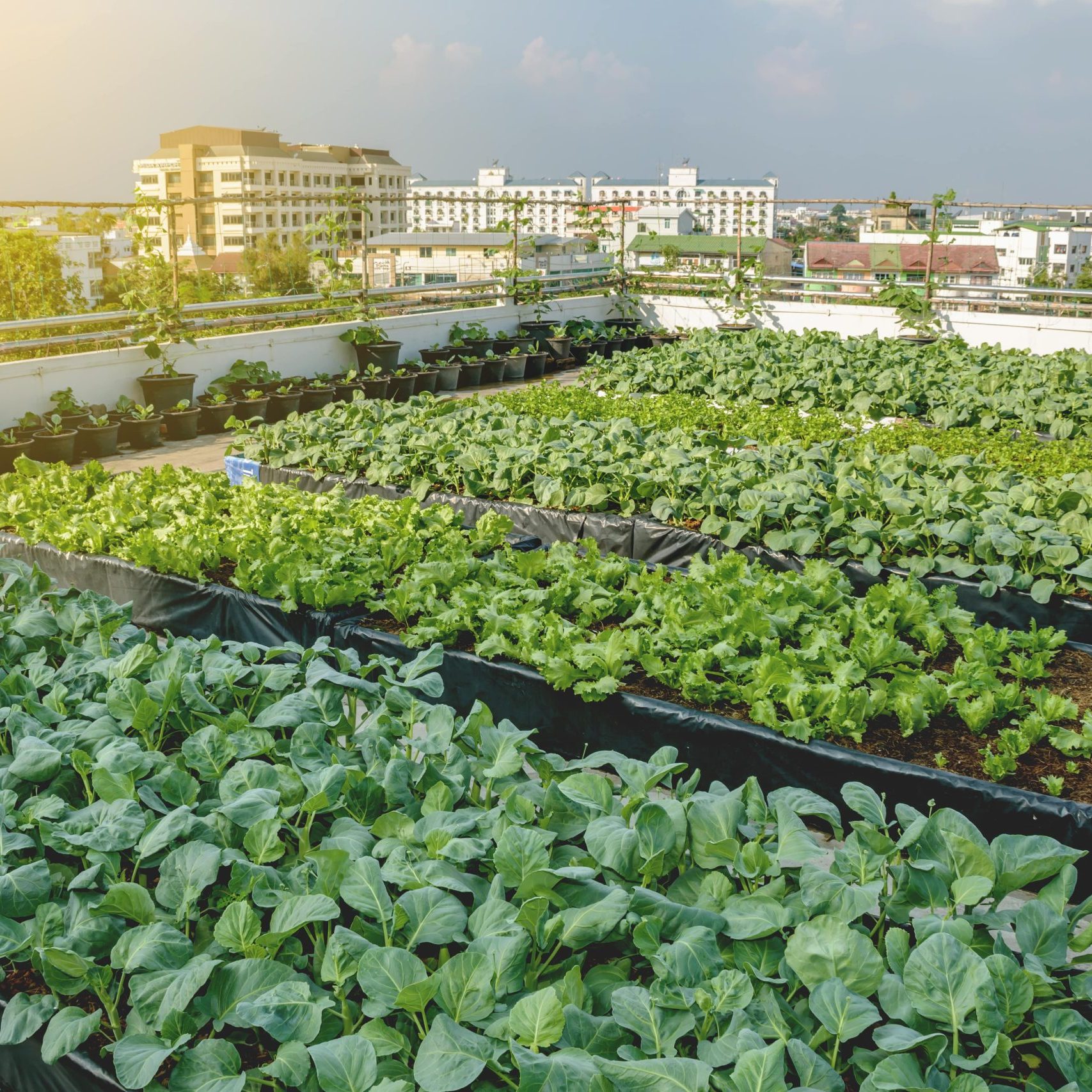 Urban Farming